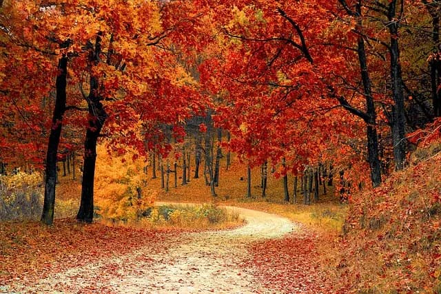Les meilleures randonnées pour explorer la nature en Belgique