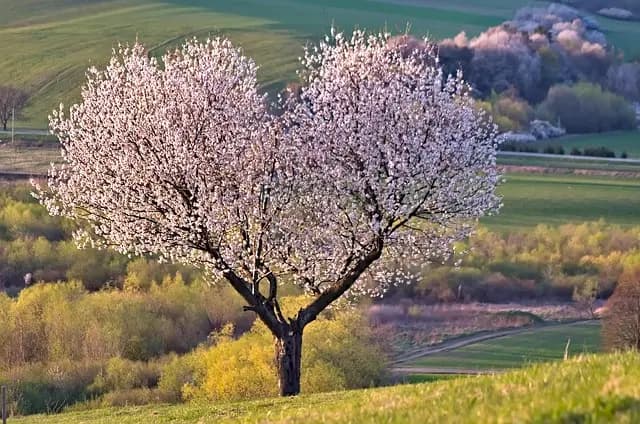 Les meilleures astuces pour réussir votre aventure en pleine nature
