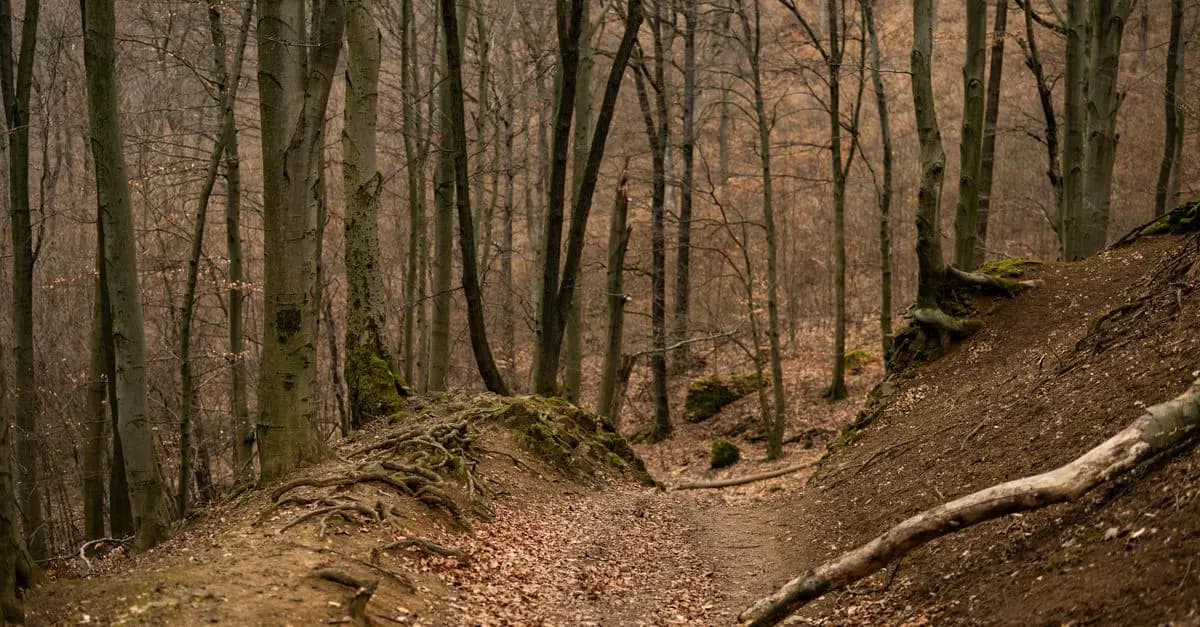 Les incontournables sentiers de randonnée en Belgique