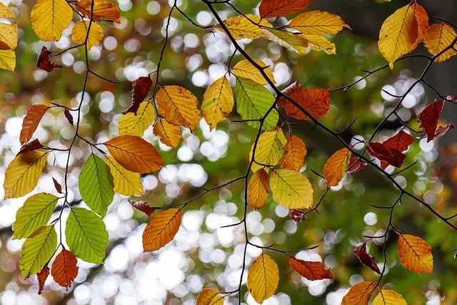 Top 10 des destinations pour découvrir la nature en Belgique