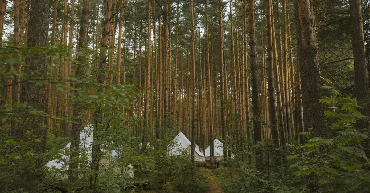 Les meilleures pratiques pour réussir votre camping sauvage en Belgique